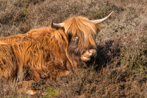 istock Close-up of a Scottish Highlander Cow 921293910