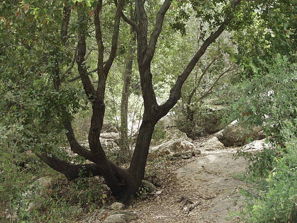 Mediterrâneo cultivados naturalmente floresta - foto de acervo