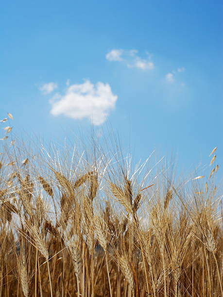 Wheat in summer stock photo