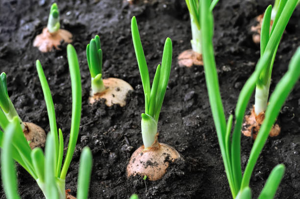 close-up of growing green onion stock photo