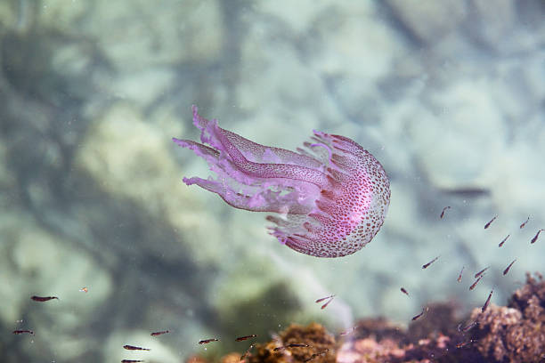 jellyfish stock photo