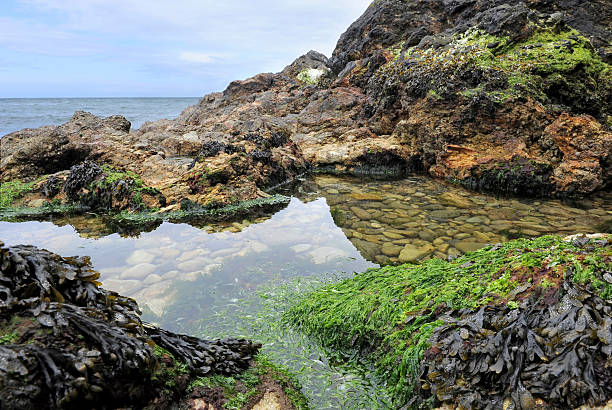 Seaweed on the rocks stock photo