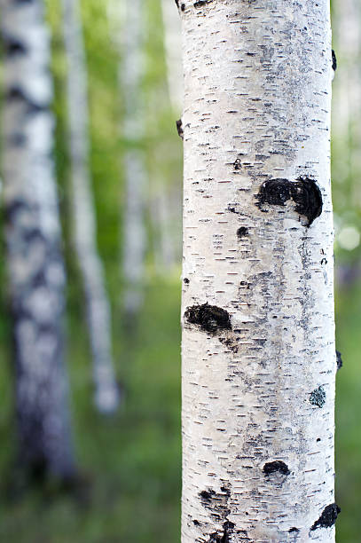 Birch stock photo