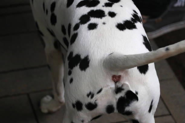 Dalmatian dog back Back of a Dalmatian dog in the street asshole stock pictures, royalty-free photos & images