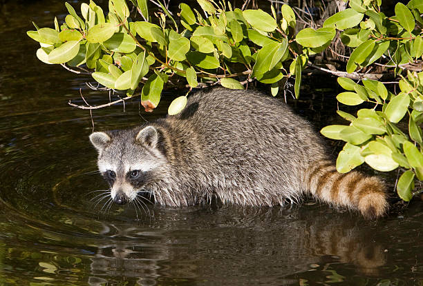 istock Raccoon in the water 92130601