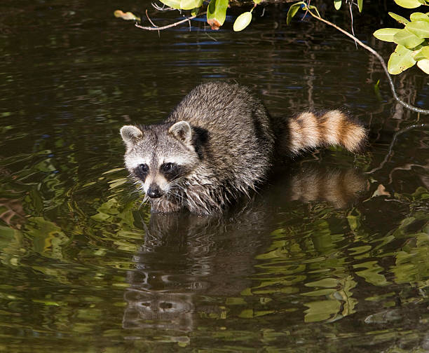 istock Raccoon wading in the water 92130610