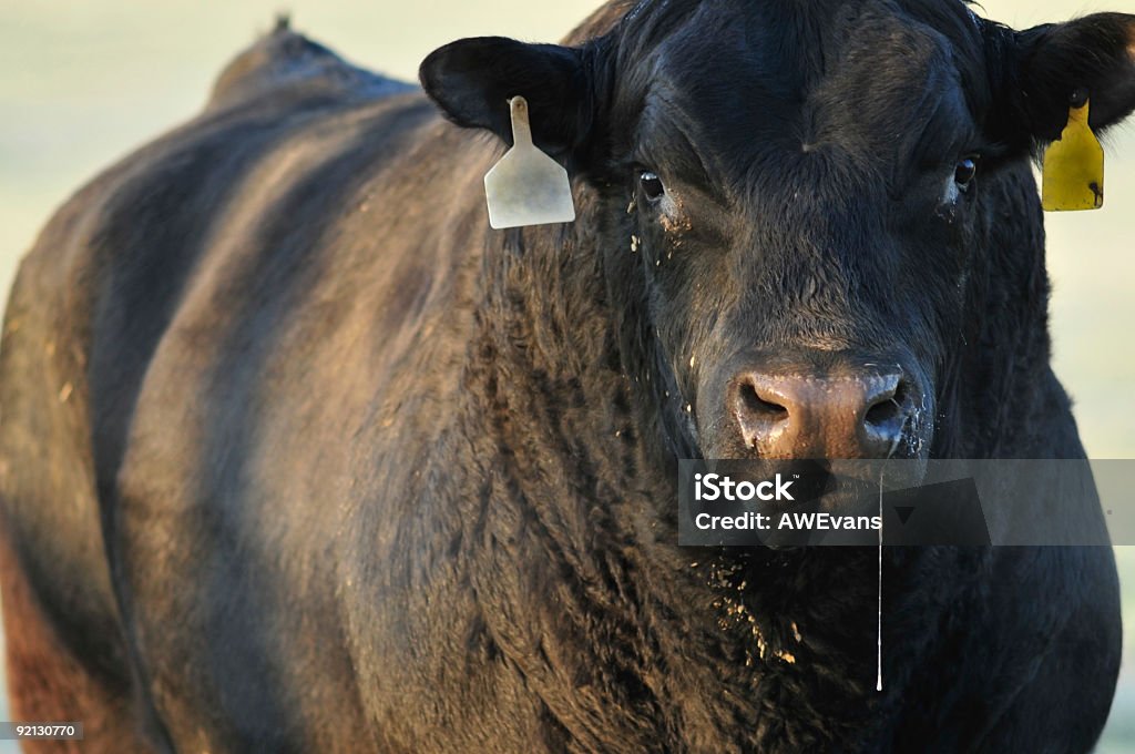 Big mala bull - Foto de stock de Toro - Animal libre de derechos