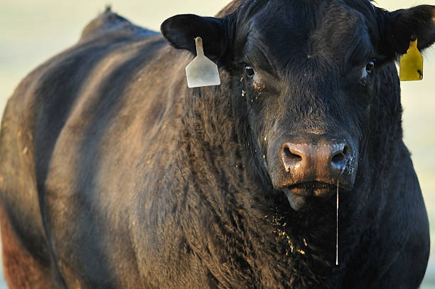 Big bad bull stock photo