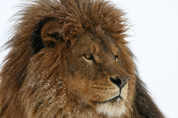 istock Barbary Lion in Snow 92130824