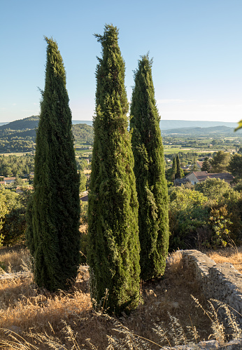 Three cypresses in  in Saint-Saturnin-les-Apt Muehle in Provence, France