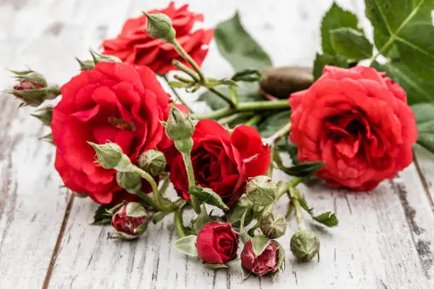 Beautiful fresh red roses in on white wooden background