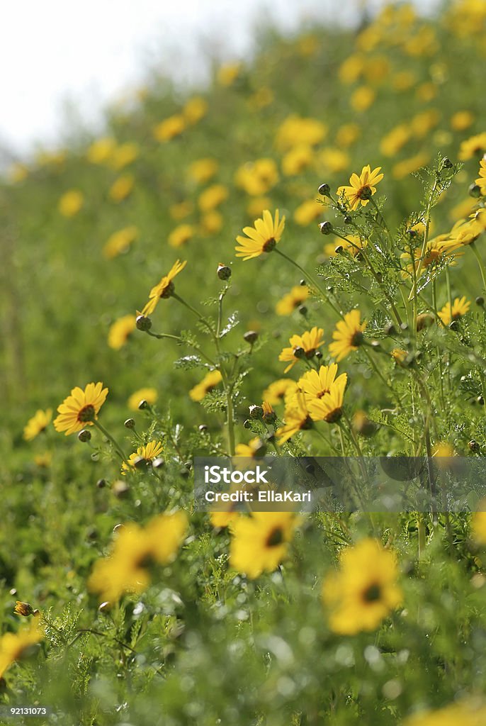 Campo de daisies - Foto de stock de Agricultura libre de derechos