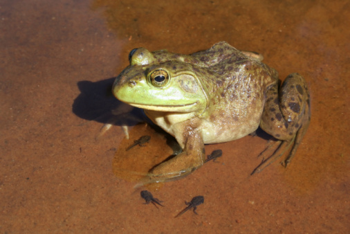 Pool Frog (Pelophylax lessonae) is a European frog in the family Ranidae. Reasons for declining populations are air pollution leading to over-nitrification of pond waters. Wildlife Scene of Nature in Europe.