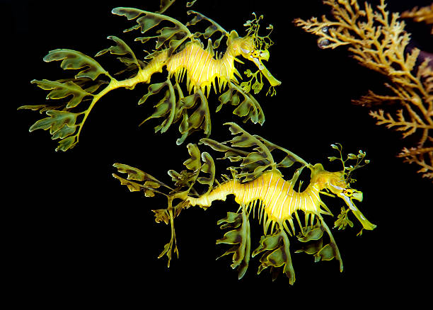 Leafy sea dragons isolated on a black background A magnificent pair of Australian Leafy Sea Dragons. Phycodurus Eques. seadragons photos stock pictures, royalty-free photos & images