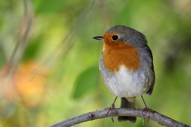 istock The European Robin (Erithacus rubecula) 92131250