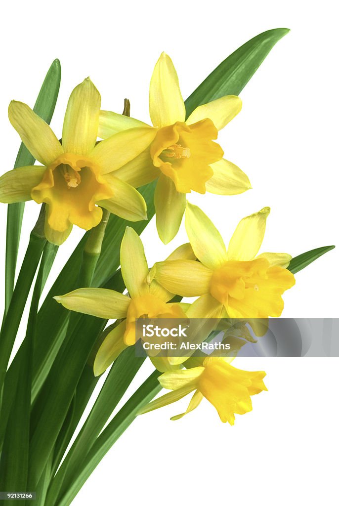 GIALLO NARCISO di primavera - Foto stock royalty-free di Bellezza naturale