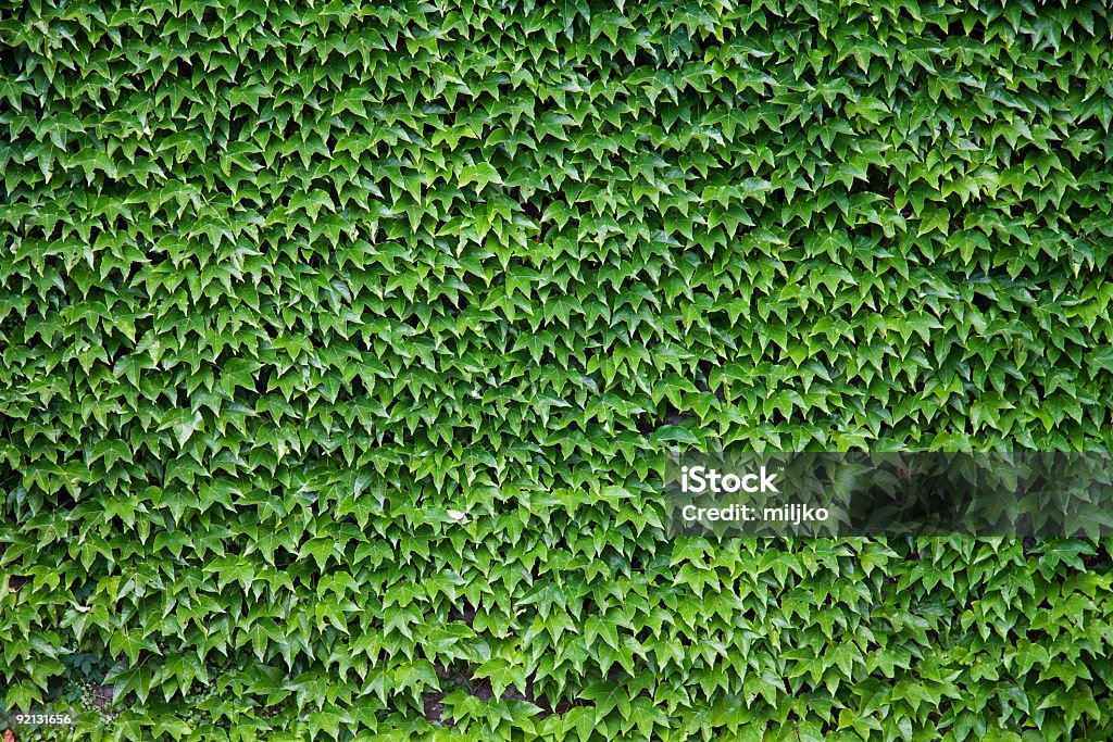 Natural green pared - Foto de stock de Hiedra libre de derechos