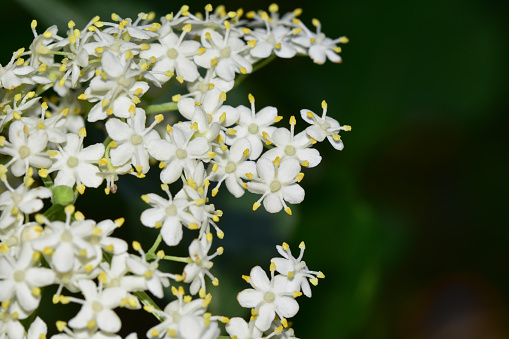 Beautiful little white blossoms - macro of the white elderflower