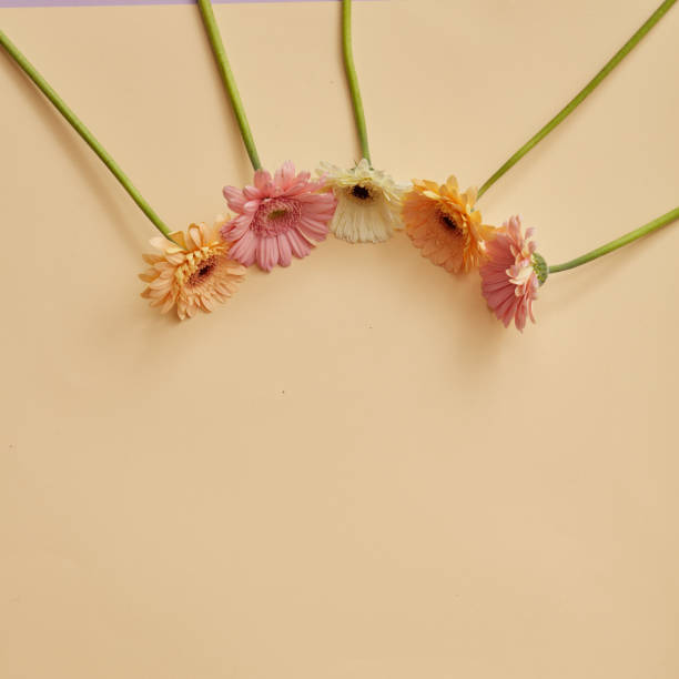 istock frame from different flowers of gerbera on a beige background. 921318012