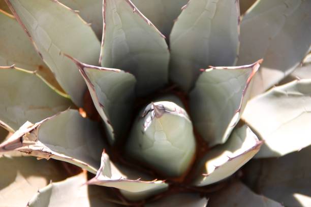 istock agave plant in the desert 921318214