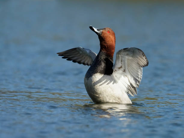 istock Northern pochard, Aythya ferina 921318446