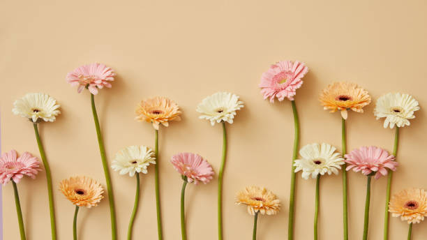 białe, różowe i pomarańczowe kwiaty gerbery na beżowym tle jako pocztówka. - spring nature life events arrangement zdjęcia i obrazy z banku zdjęć