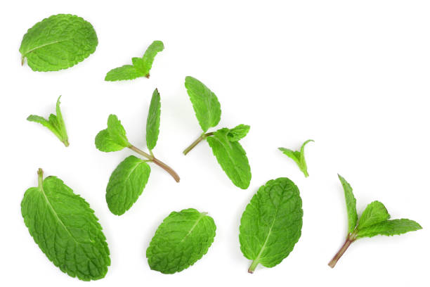 istock fresh green mint leaves isolated on white background with copy space for your text, top view. Flat lay 921318680