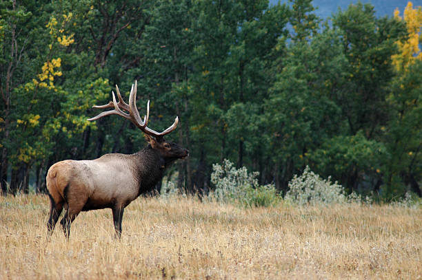 istock Male Elk in Waterton National Park 92132113