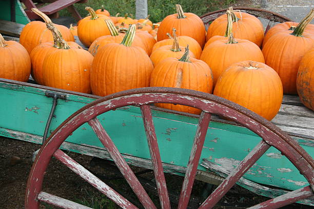 Pumpkin pile of mixed varieties rests on vintage metal cart by wooden fence in fall setting. Rustic autumn display ideal for Thanksgiving or Halloween atmosphere