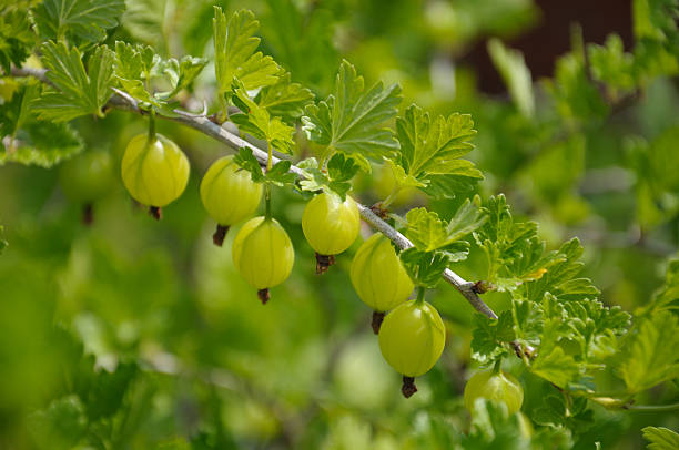 グーズベリーブランチには、たくさんのグリーン gooseberries と葉 - gooseberry fruit growth green ストックフォトと画像