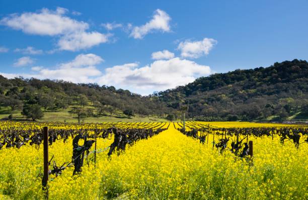 vigneto e senape - vineyard napa valley sonoma county california foto e immagini stock