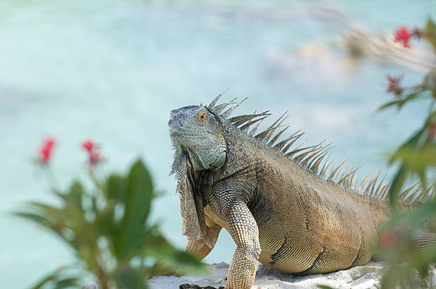 istock Grand Cayman Blue Iguana Side 92132594