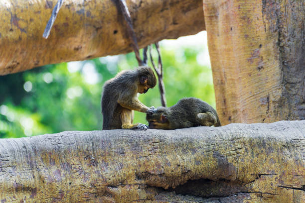 두 원숭이가 서로 lousing - rainforest monkey dead animal horizontal 뉴스 사진 이미지