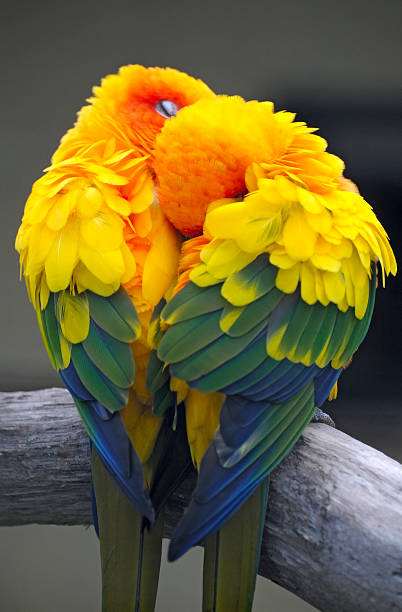 couple of parrots stock photo
