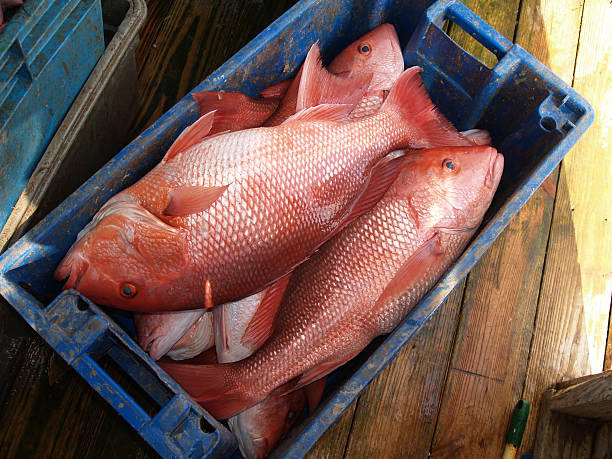 lutiano rosso in una cassa blu - fish catch of fish seafood red snapper foto e immagini stock
