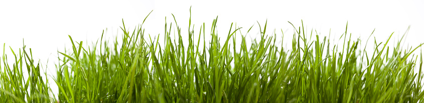 Green lawn of grass leaves in the park, detail, close-up, blurred background