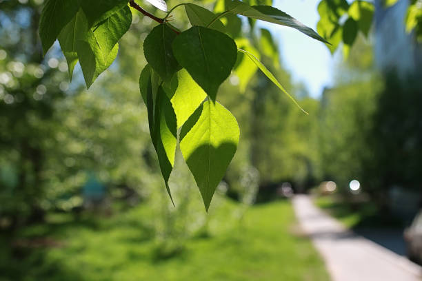 istock Green fresh leaves of trees on clear blue sky 921335512