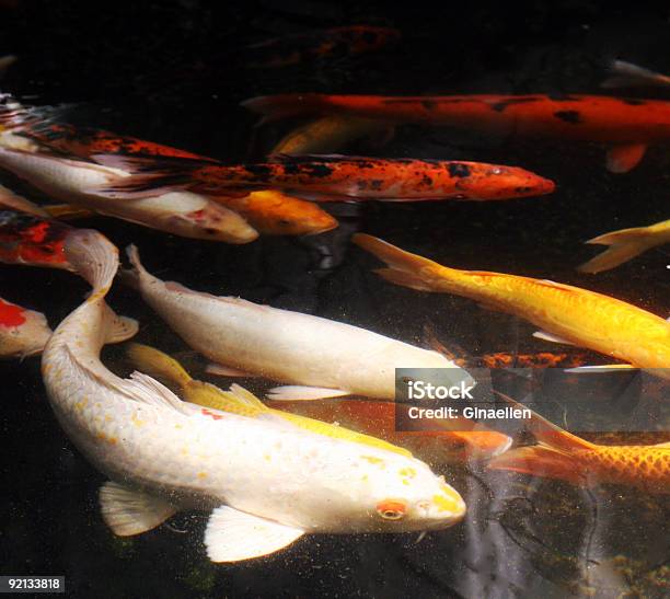 Рыба — стоковые фотографии и другие картинки Близость - Близость, Вода, Водный организм