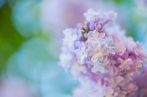 Beautiful spring background with lilac flowers. Violet lilacs on a nature background. Natural seasonal floral background, can be used as holiday card. Place for text, soft focus.