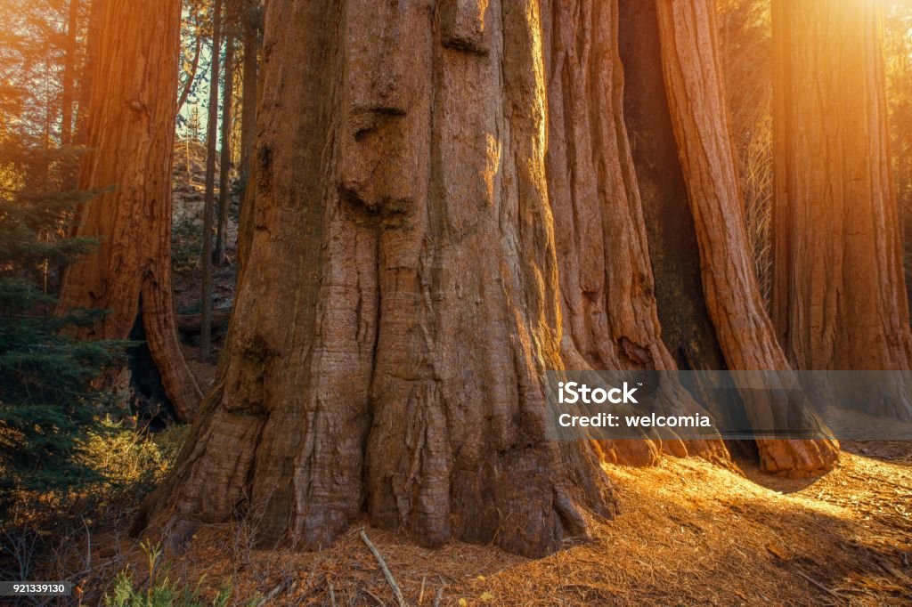 Giant Sequoias Grove - Lizenzfrei Amerikanische Sierra Nevada Stock-Foto