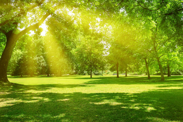 alba nel parco - meadow grass nature forest foto e immagini stock