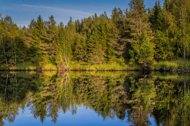 istock Reflection in the water of the forest 921342808