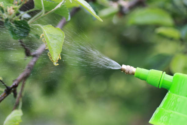 istock Treatment of plants from insects 921343106