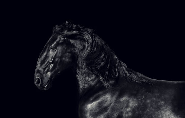 istock Black kladruber horse on black background. low key 921343152