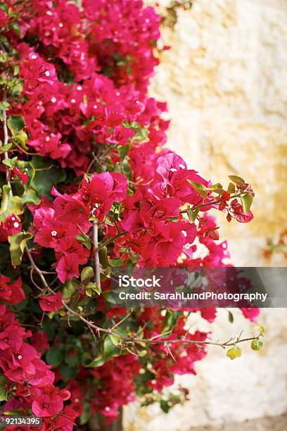 Photo libre de droit de De Superbes Bougainvillées banque d'images et plus d'images libres de droit de Beauté de la nature - Beauté de la nature, Botanique, Bougainvillier