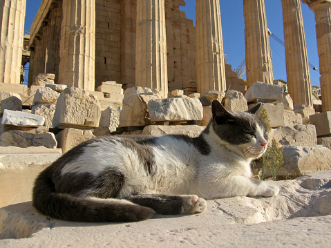 Cat on a piece of marble - Parthenon in Acropolis - Athens, Greece