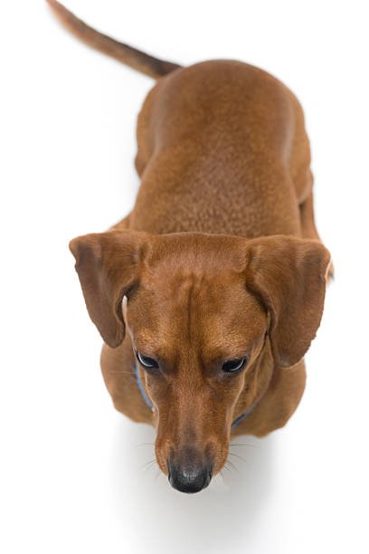 istock Miniature Dachshund on white series 92134956