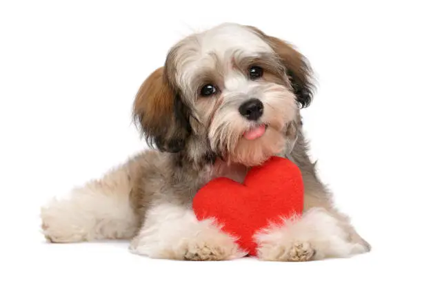 Happy lover valentine havanese puppy dog with a red heart - isolated on white background