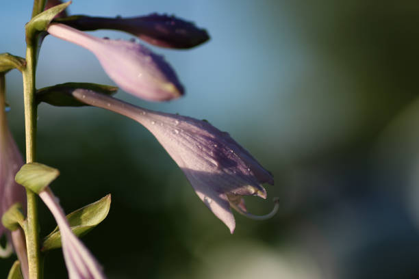 istock flower liliac petal 921350514