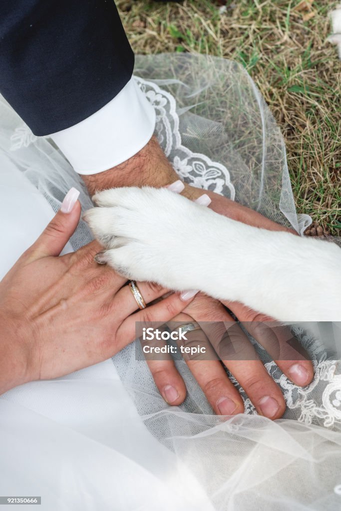 Bride and grooms hand with dog paw Bride and grooms hands with their wedding rings and dogs paw on it Wedding Stock Photo